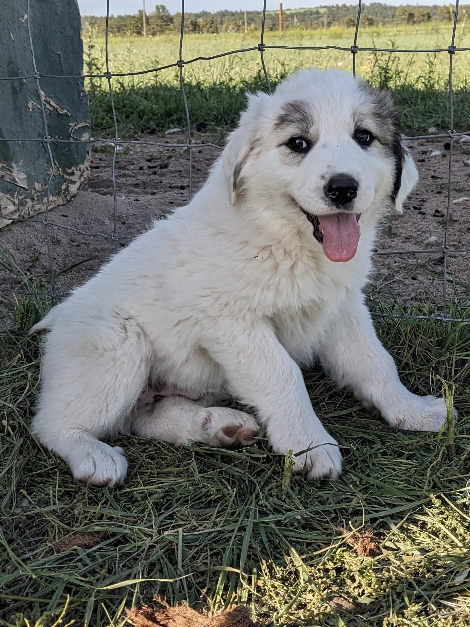 A puppy for sale in eastern Colorado getting ready to take a nap