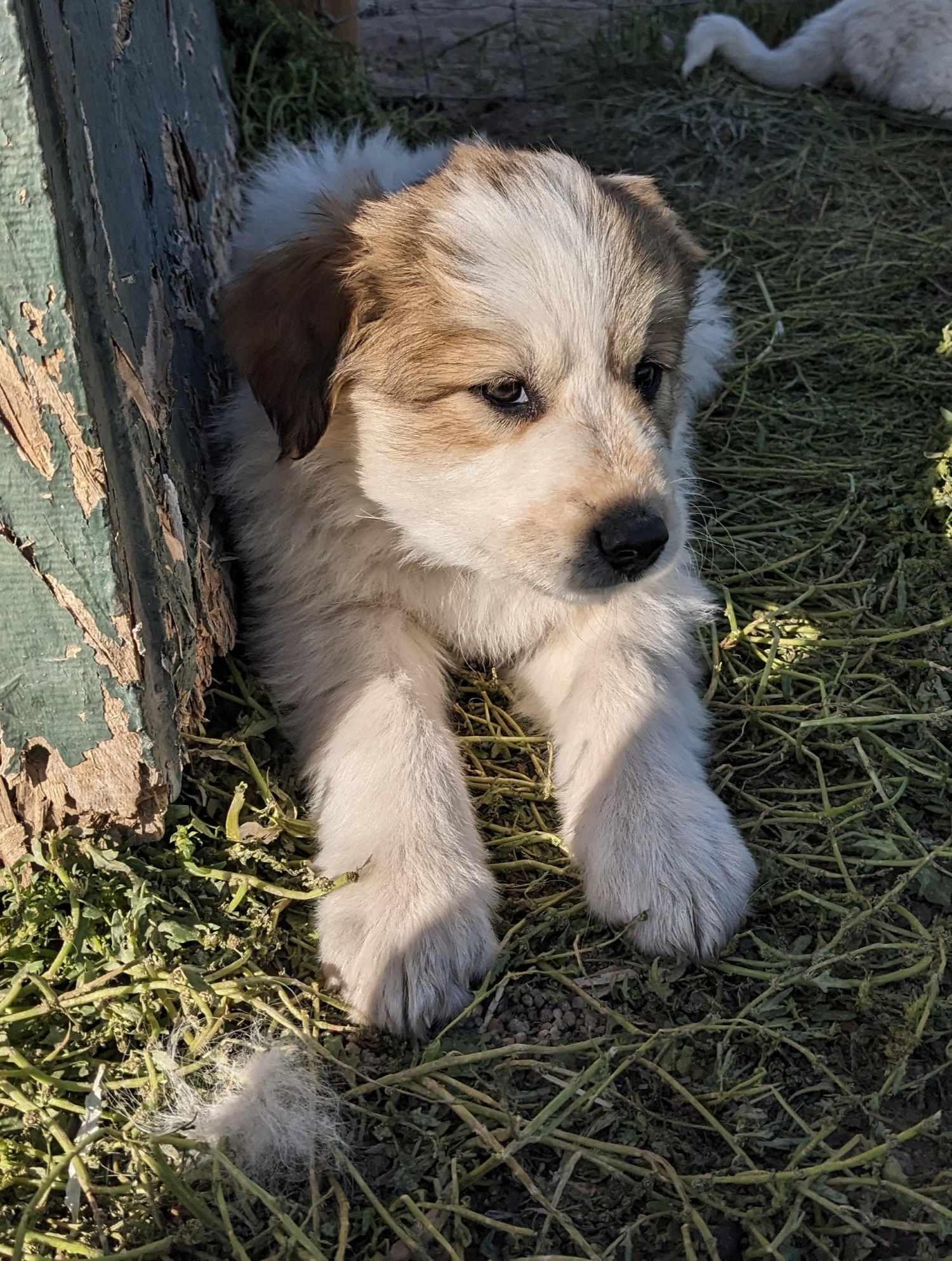 A family-rasied pup resting in some comfy grass