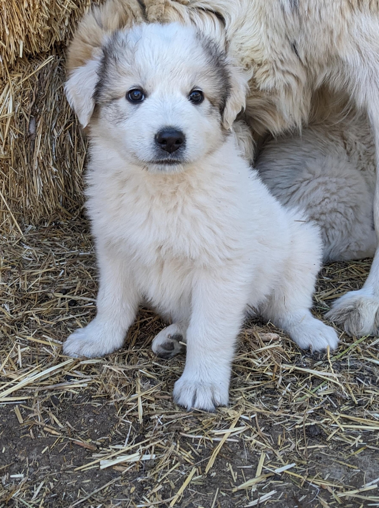 A great pyrenees mix puppy sitting close to mom