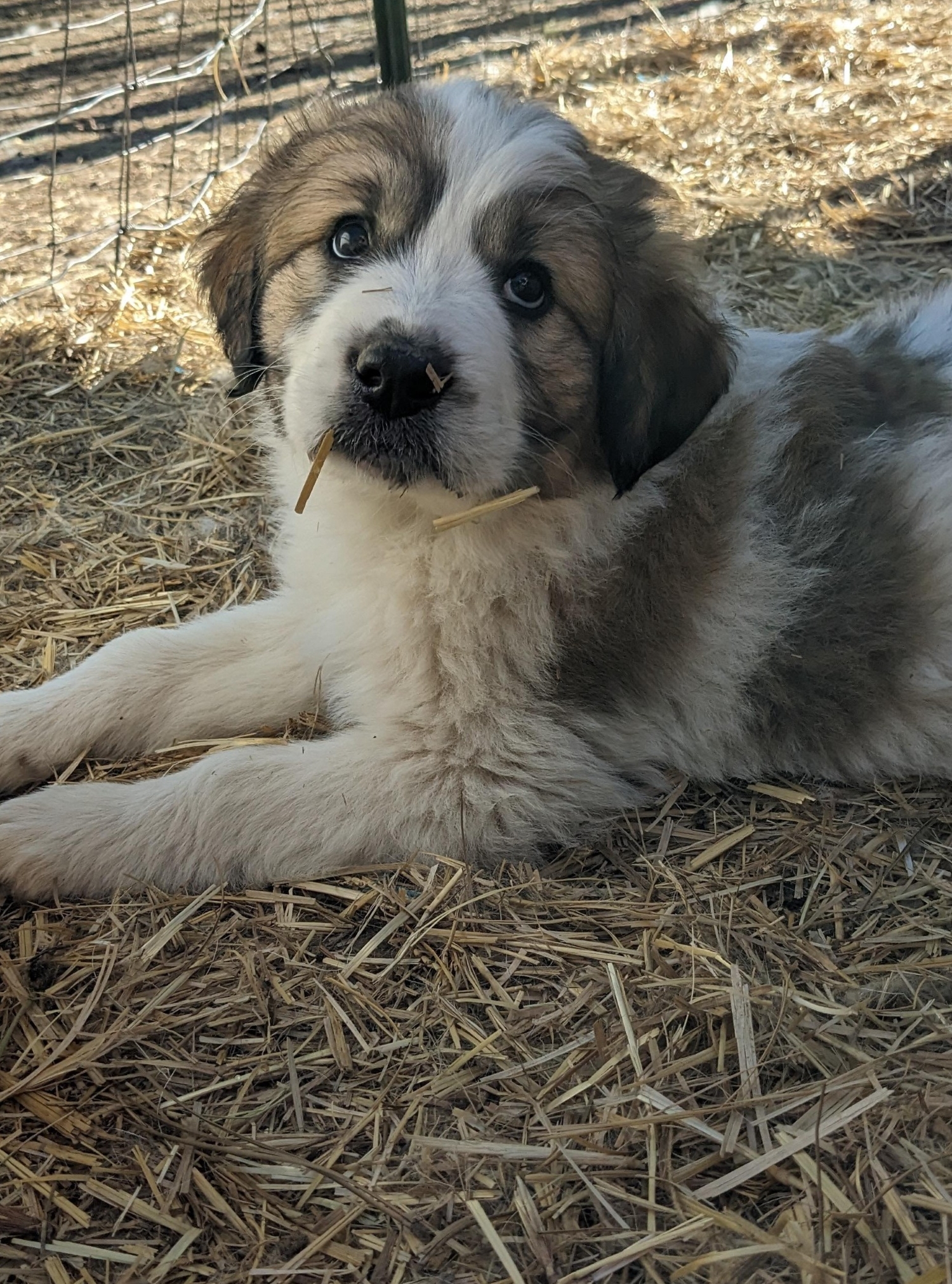 A livestock guardian dog lying in the grass