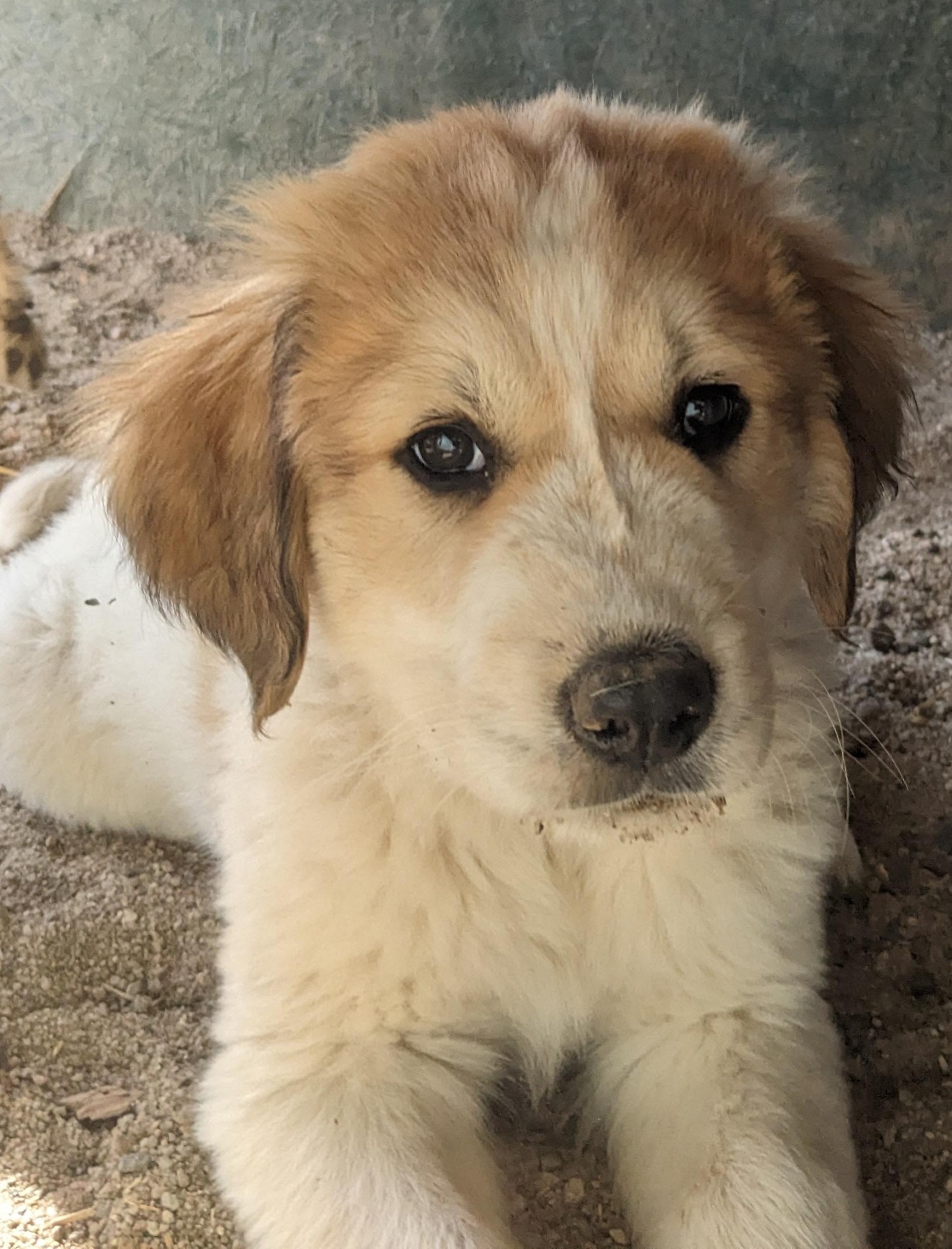 A cute puppy waiting to get petted