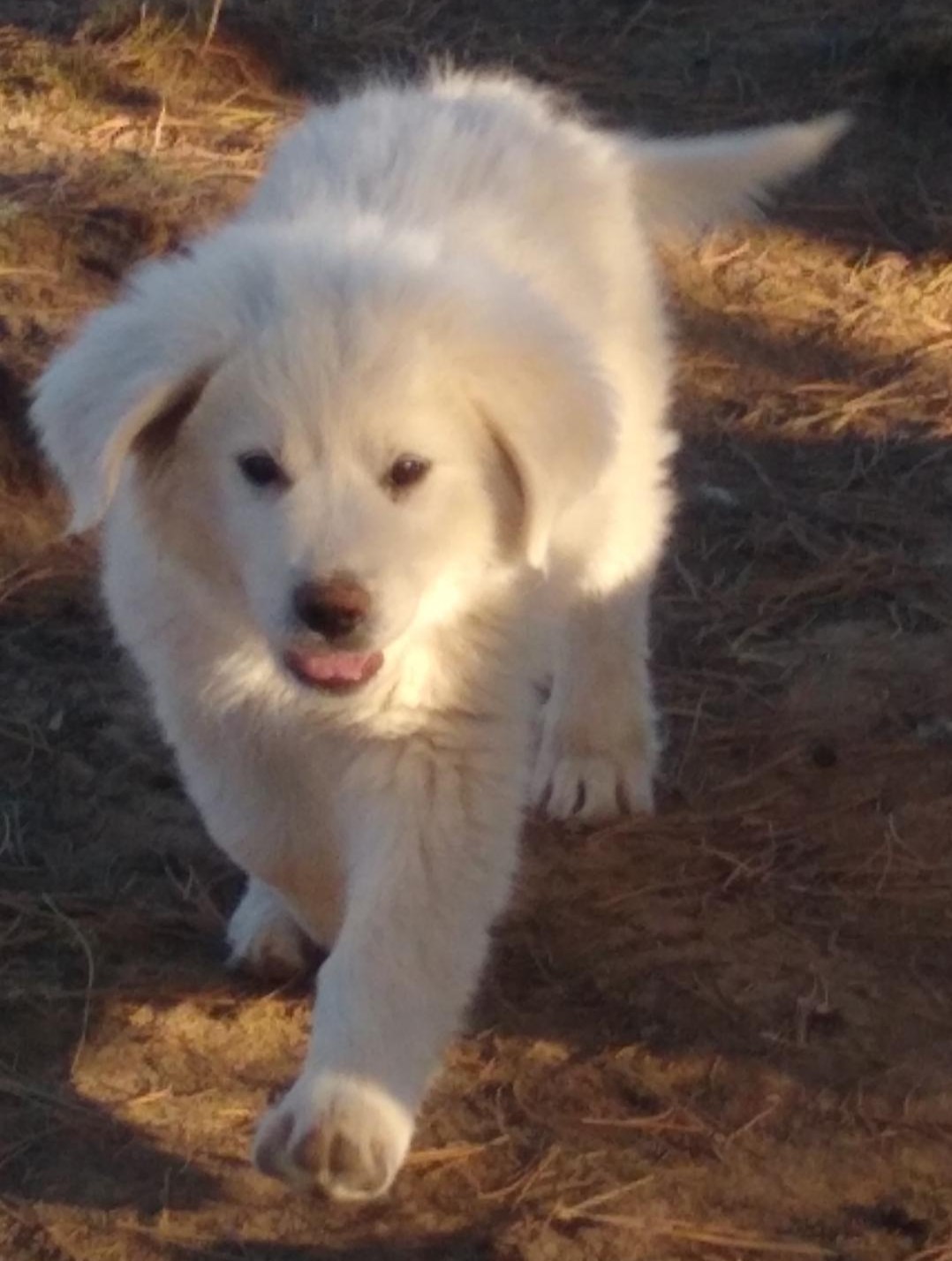 A cute puppy waiting to get petted