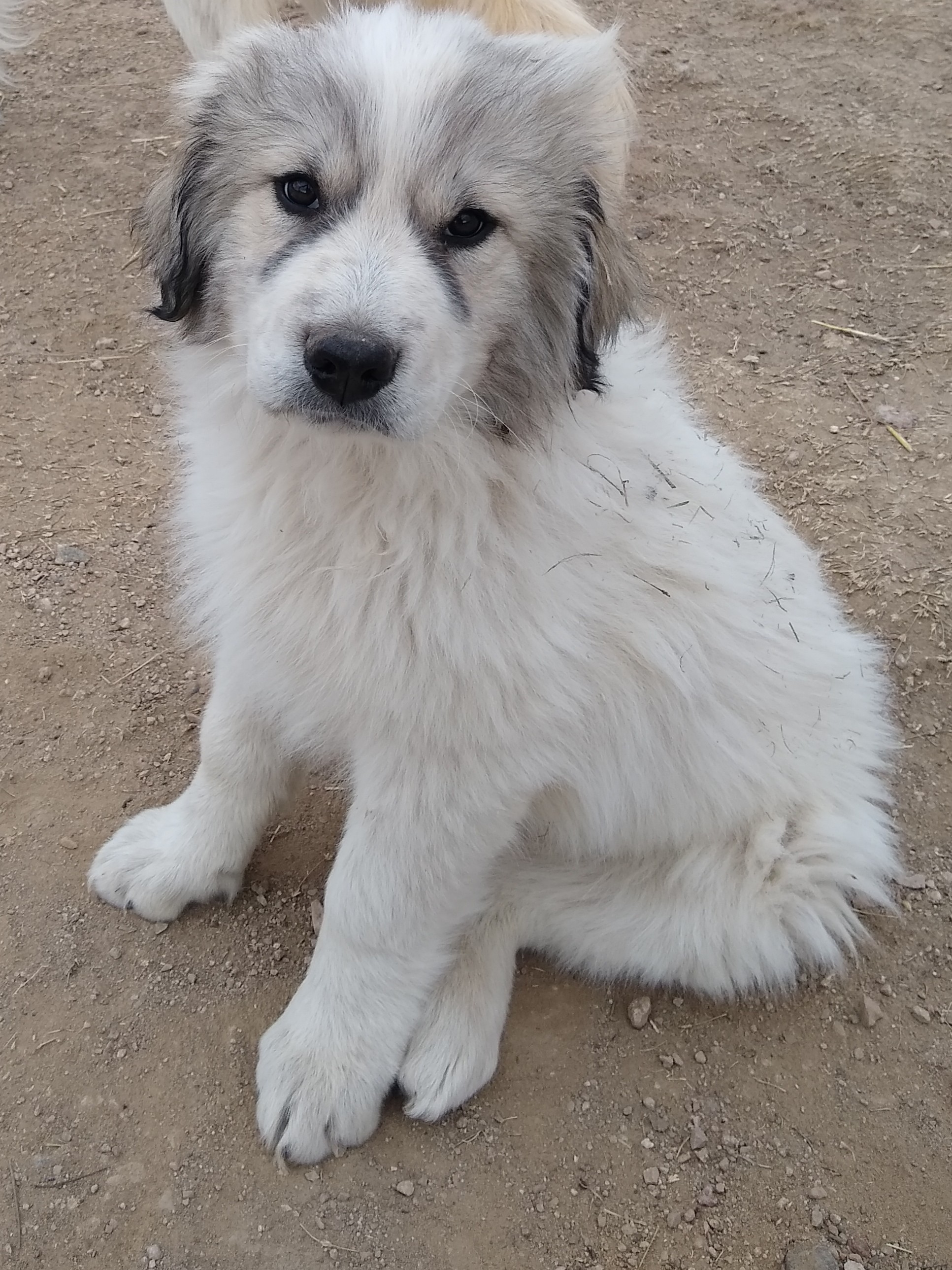 A family-rasied pup on the lookout