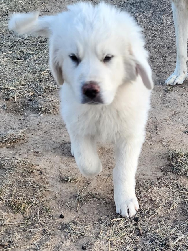 A young LGD running toward people